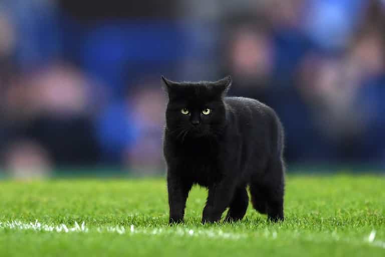 Man evicts girlfriend after she ‘kicked out’ his cat Man evicts girlfriend after she ‘kicked out’ his cat