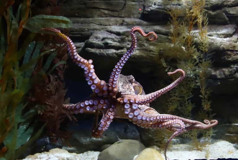 Octopuses, crabs and lobsters are sentient beings that feel pain under UK law, government announces Octopuses, crabs and lobsters are sentient beings that feel pain under UK law, government announces