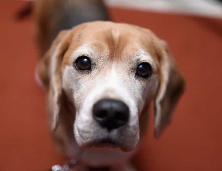 Pet dog catches covid from its owner in first UK case Pet dog catches covid from its owner in first UK case