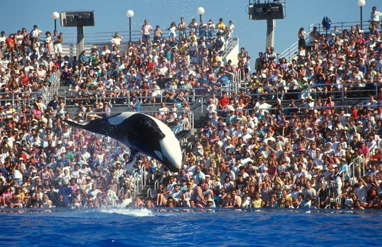 Expedia bans holidays to see captive dolphins and whales perform Expedia bans holidays to see captive dolphins and whales perform