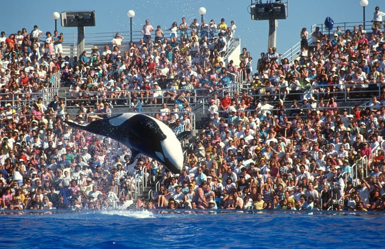 Expedia bans holidays to see captive dolphins and whales perform Expedia bans holidays to see captive dolphins and whales perform
