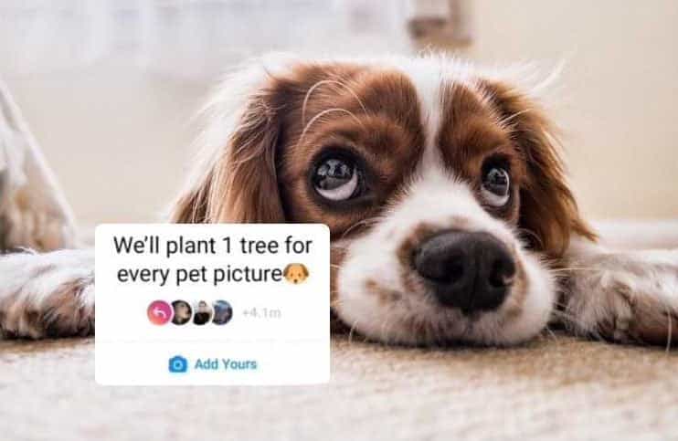 Who’s actually behind the ‘plant one tree for every pet picture’ Instagram trend? Who’s actually behind the ‘plant one tree for every pet picture’ Instagram trend?