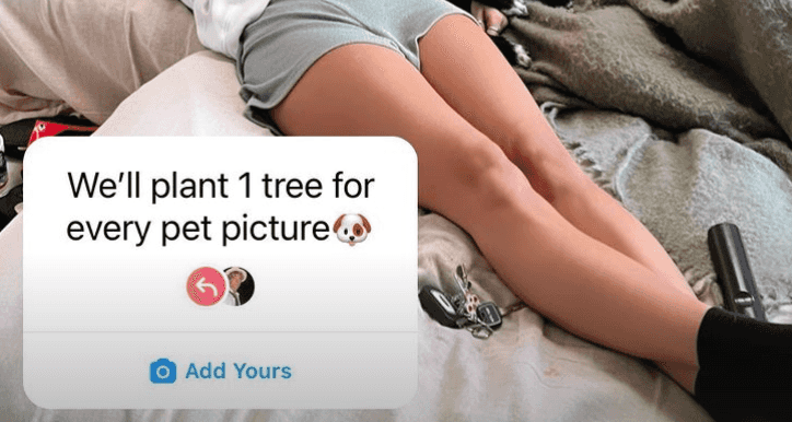 The ‘post a pet pic, plant a tree’ trend seems to be one big scam The ‘post a pet pic, plant a tree’ trend seems to be one big scam