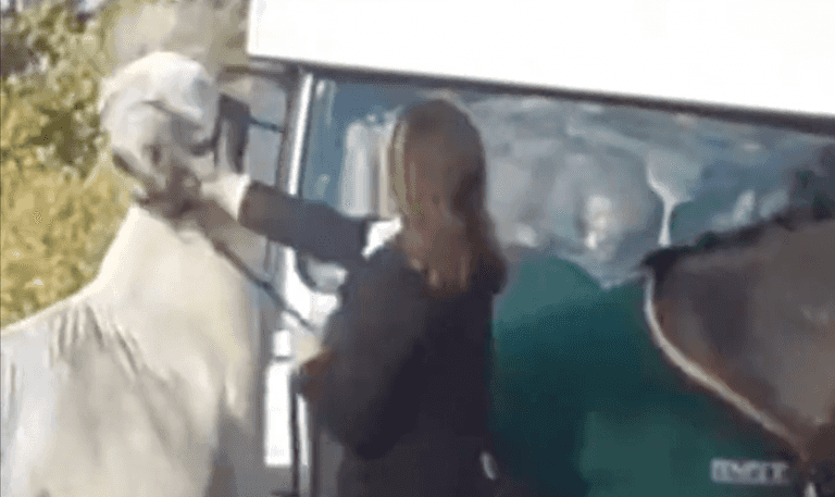 Teacher filmed ‘punching and kicking horse’ suspended from job Teacher filmed ‘punching and kicking horse’ suspended from job