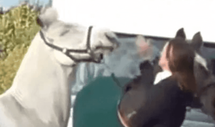 Teacher filmed ‘punching and kicking horse’ was only ‘reprimanding it’, uncle says Teacher filmed ‘punching and kicking horse’ was only ‘reprimanding it’, uncle says