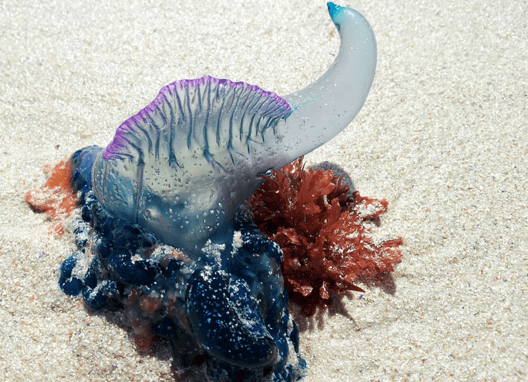 ‘Deadly’ sea ‘aliens’ are washing up on UK beaches ‘Deadly’ sea ‘aliens’ are washing up on UK beaches