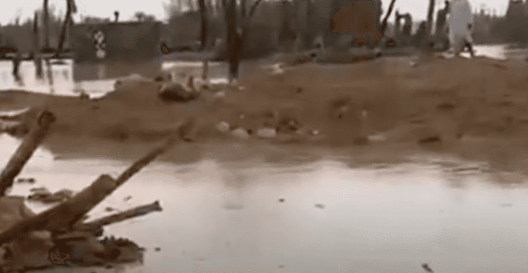 ‘Plagues’ strike Egypt as swarms of scorpions and floods hit nation ‘Plagues’ strike Egypt as swarms of scorpions and floods hit nation