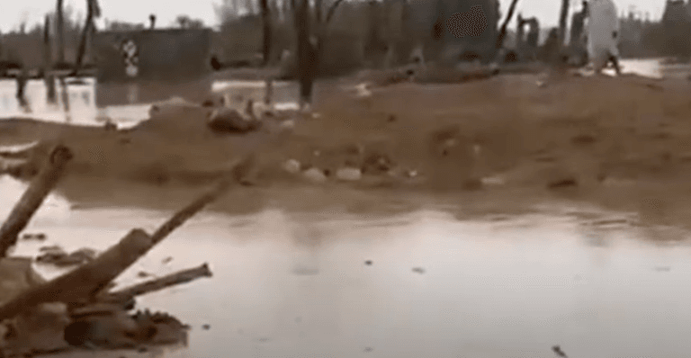 ‘Plagues’ strike Egypt as swarms of scorpions and floods hit nation ‘Plagues’ strike Egypt as swarms of scorpions and floods hit nation