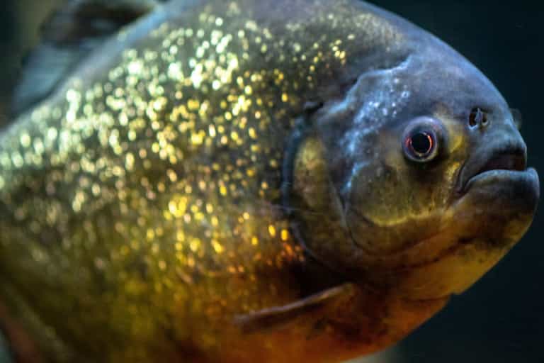 Man eaten by piranhas after drowning in lake while trying to escape bee attack Man eaten by piranhas after drowning in lake while trying to escape bee attack
