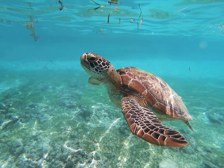 Seven die after consuming poisonous turtle meat Seven die after consuming poisonous turtle meat