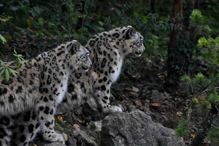Three snow leopards have died from Covid Three snow leopards have died from Covid