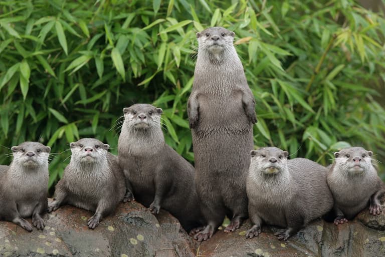 British man thought he was ‘going to die; after being attacked by otters British man thought he was ‘going to die; after being attacked by otters