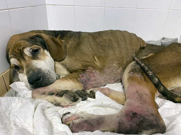 Elderly dog abandoned at Christmas ‘healthy and happy’ after finding new forever home Elderly dog abandoned at Christmas ‘healthy and happy’ after finding new forever home