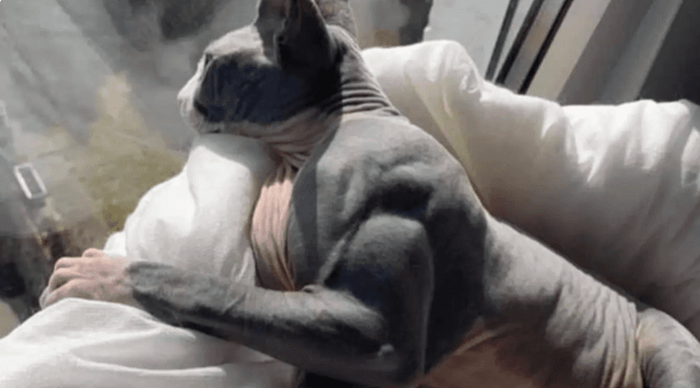 Cat suffers from rare condition that makes them gain insane muscle mass Cat suffers from rare condition that makes them gain insane muscle mass