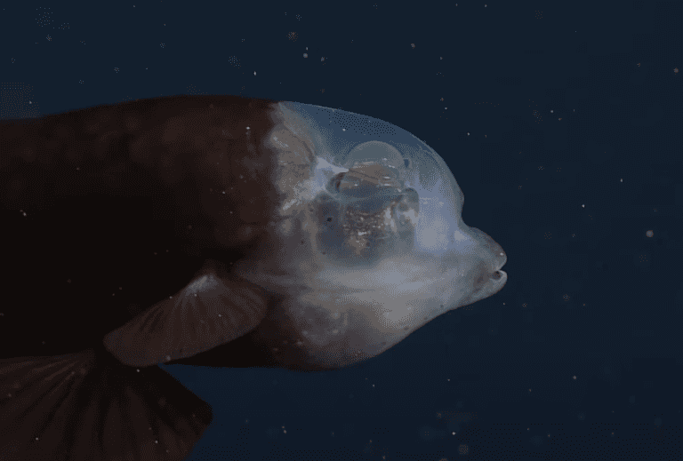 Researchers capture footage of rare fish with transparent head Researchers capture footage of rare fish with transparent head