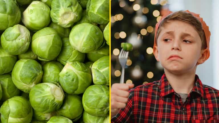People who hate sprouts are more highly evolved, apparently People who hate sprouts are more highly evolved, apparently