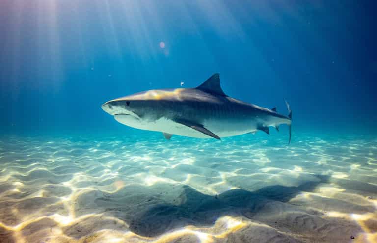 Bizarre time tiger shark vomited a human arm and sparked huge murder inquiry Bizarre time tiger shark vomited a human arm and sparked huge murder inquiry