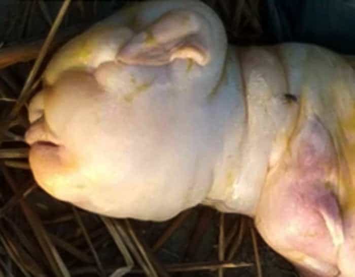 Mutant hairless goat born ‘with face of human baby’ Mutant hairless goat born ‘with face of human baby’