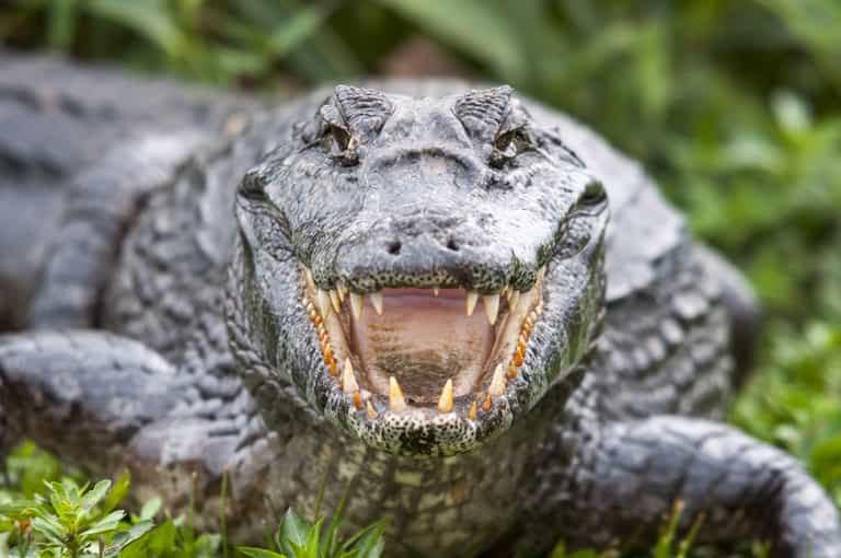 Brit mauled by crocodile speaks out from hospital bed Brit mauled by crocodile speaks out from hospital bed