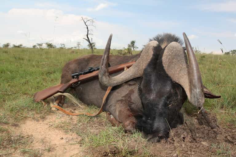 British big game hunters to be banned from bringing trophies home British big game hunters to be banned from bringing trophies home