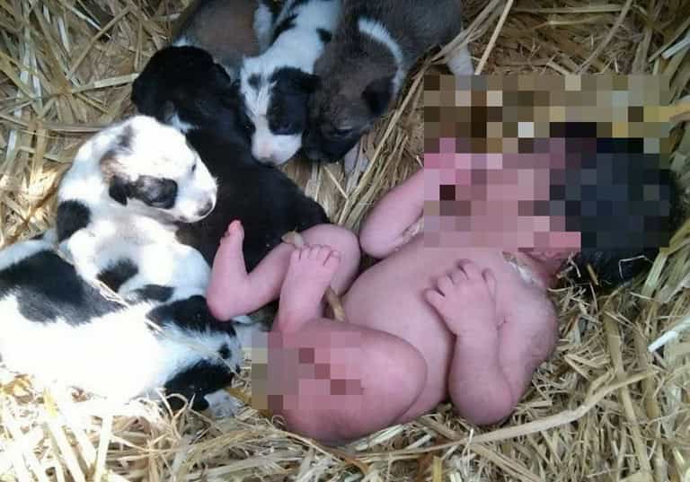 Stray dog looks after abandoned newborn baby like one of her own puppies Stray dog looks after abandoned newborn baby like one of her own puppies