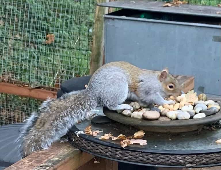 ‘Psycho’ squirrel leaves town ‘afraid to leave their homes’ after attacking 18 people ‘Psycho’ squirrel leaves town ‘afraid to leave their homes’ after attacking 18 people