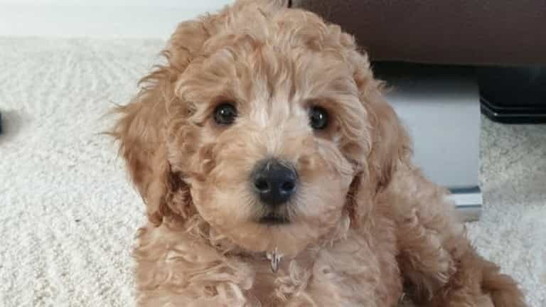 Owners forced to put eight-month-old puppy to sleep after dog salon visit Owners forced to put eight-month-old puppy to sleep after dog salon visit