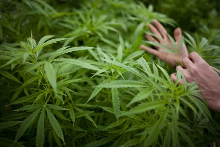 Cannabis compounds could prevent infection from covid, according to study Cannabis compounds could prevent infection from covid, according to study