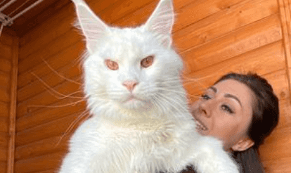 ‘My cat is so huge everyone thinks he’s a dog – and he’s still growing’ ‘My cat is so huge everyone thinks he’s a dog – and he’s still growing’