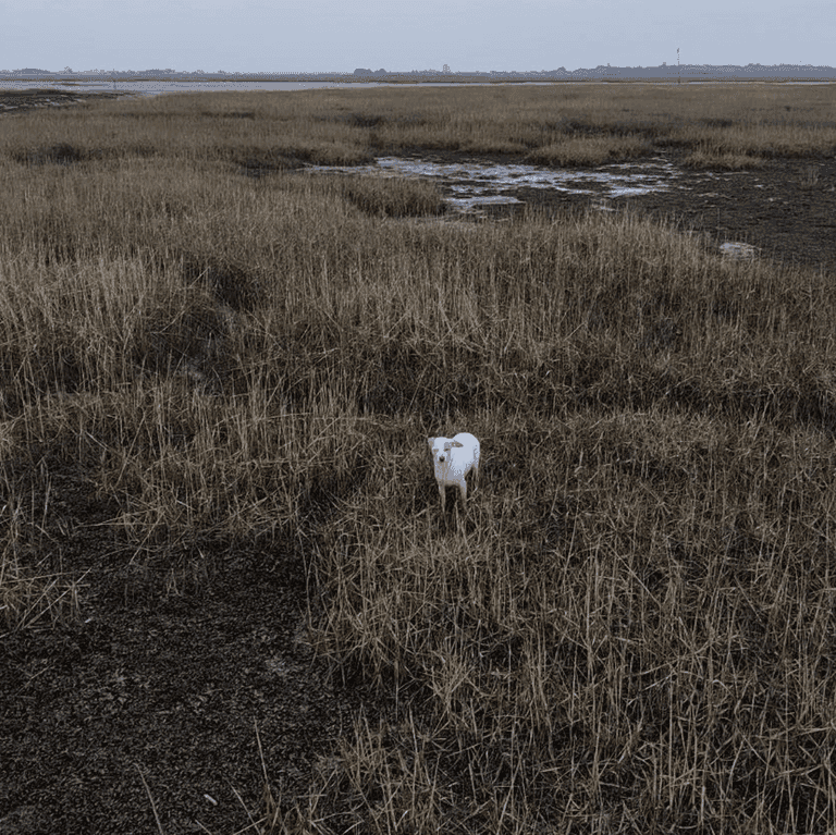 Rescuers attach sausage to drone to save stranded dog that wouldn’t move Rescuers attach sausage to drone to save stranded dog that wouldn’t move