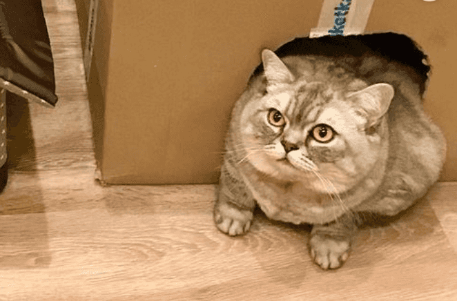 World’s fattest cat on mission to lose weight after trolls hit out at owners World’s fattest cat on mission to lose weight after trolls hit out at owners