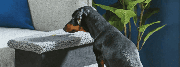 Aldi is selling pet steps for £5.99 so small dogs can climb onto sofas or beds Aldi is selling pet steps for £5.99 so small dogs can climb onto sofas or beds