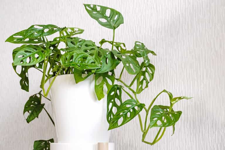 Lidl and B&Q have accidentally been selling plants worth up to £1,200 for £10 each Lidl and B&Q have accidentally been selling plants worth up to £1,200 for £10 each