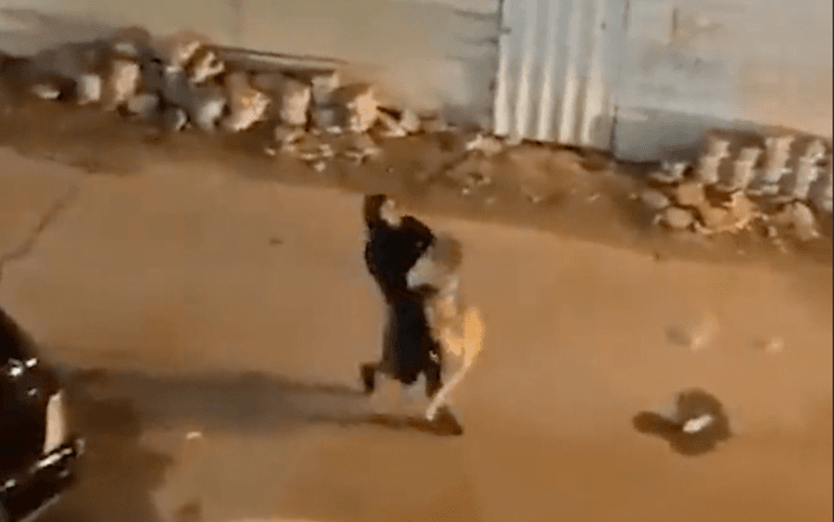 Woman carries escaped lion down street after animal gets free Woman carries escaped lion down street after animal gets free