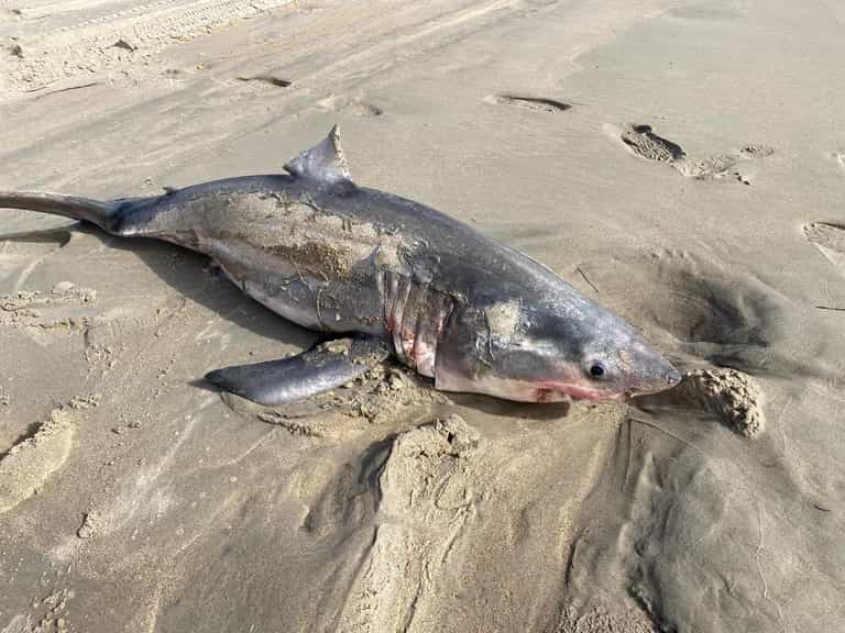 Great white shark washes up on shore as brave beach-goer shows off beast’s jaws Great white shark washes up on shore as brave beach-goer shows off beast’s jaws