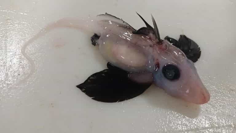 Baby ‘ghost shark’ with retractable penis on head found 1,200m under water Baby ‘ghost shark’ with retractable penis on head found 1,200m under water
