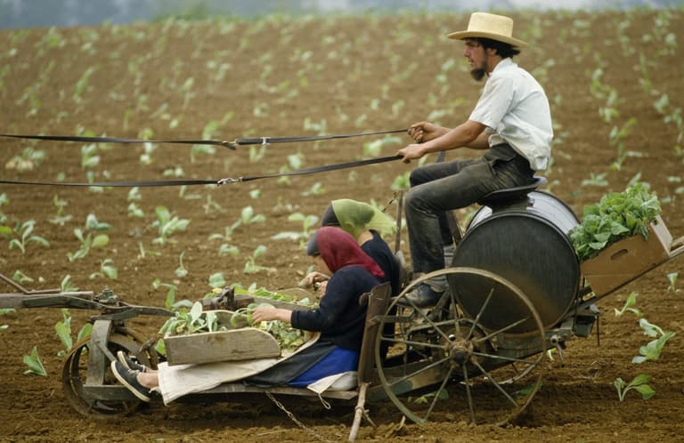 ‘Reckless’ Amish horse rider accused of drink driving after ‘a couple of beers’ ‘Reckless’ Amish horse rider accused of drink driving after ‘a couple of beers’