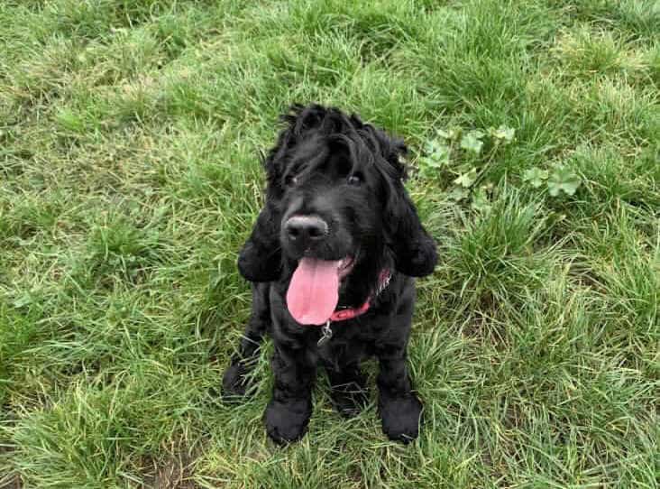 ‘London’s loneliest dog’ still searching for home after more than 500 days in kennels ‘London’s loneliest dog’ still searching for home after more than 500 days in kennels