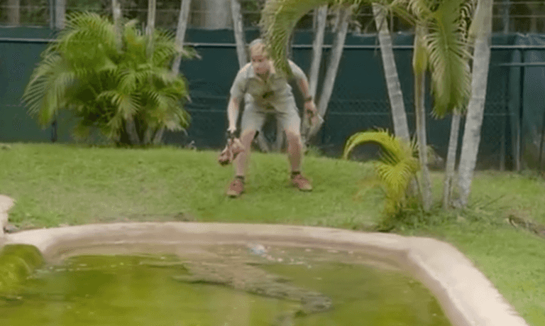 Steve Irwin’s son forced to abandon enclosure after nearly being eaten by enormous croc Steve Irwin’s son forced to abandon enclosure after nearly being eaten by enormous croc