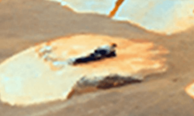 ‘Alien’ spotted watching Mars rover in certain ‘proof of life’, expert claims ‘Alien’ spotted watching Mars rover in certain ‘proof of life’, expert claims