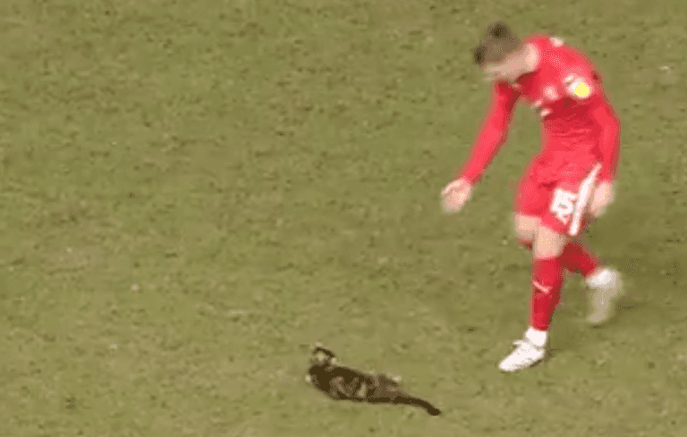 Hillsborough pitch-invading cat reunited with owner after seven months Hillsborough pitch-invading cat reunited with owner after seven months