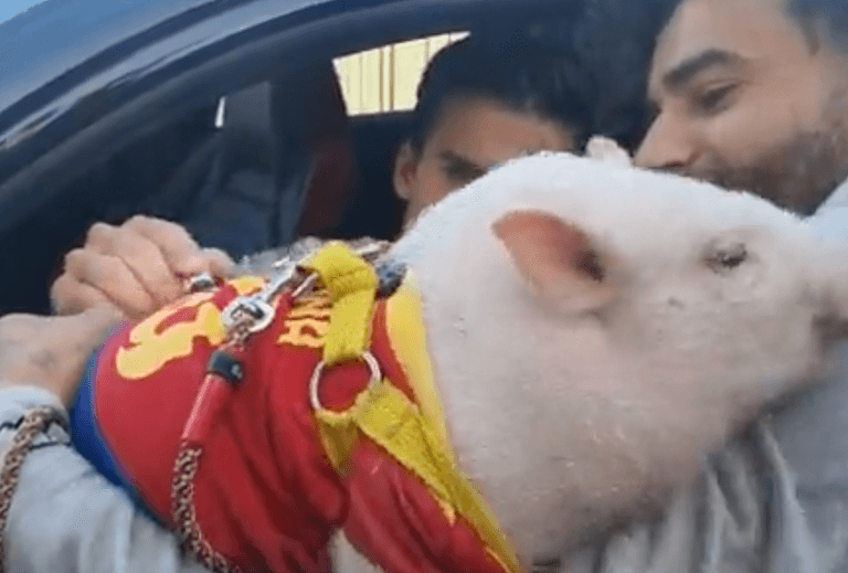 Barcelona starlet Riqui Puig signs autogpraph on actual pig Barcelona starlet Riqui Puig signs autogpraph on actual pig