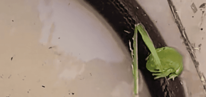 Frog, beetle and two mice team up with snake to escape flood Frog, beetle and two mice team up with snake to escape flood