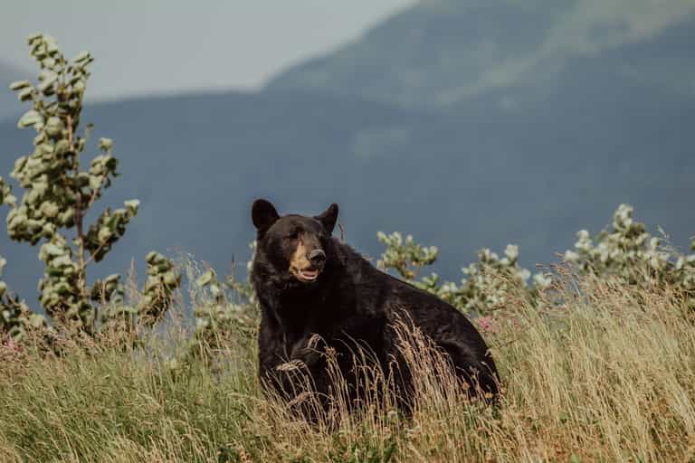 Man kills himself after accidentally shooting dead brother while aiming for a bear Man kills himself after accidentally shooting dead brother while aiming for a bear