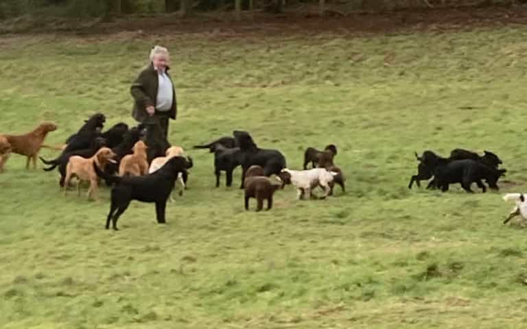 More than a dozen dogs killed as UK storm brings down 11,000 volt cables More than a dozen dogs killed as UK storm brings down 11,000 volt cables