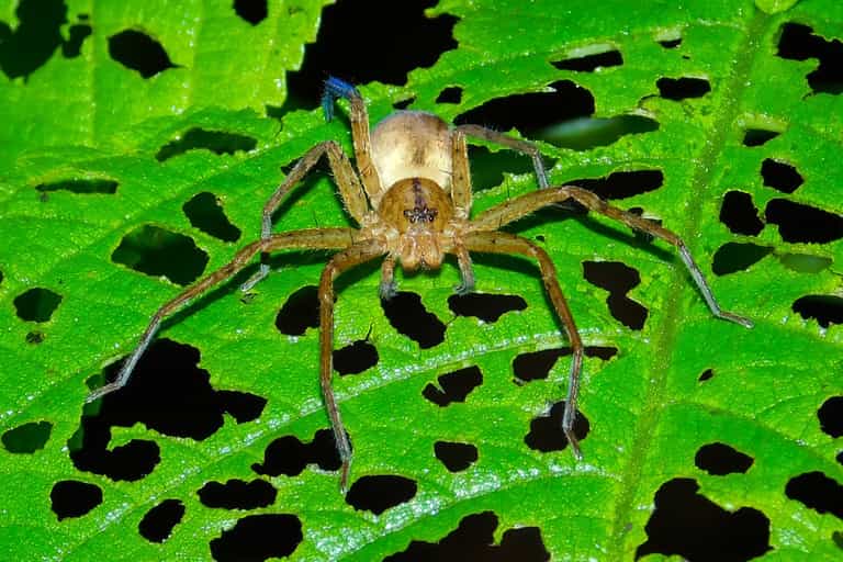 World’s biggest spider found in UK after accidental 5,000-mile trip in shipping container World’s biggest spider found in UK after accidental 5,000-mile trip in shipping container
