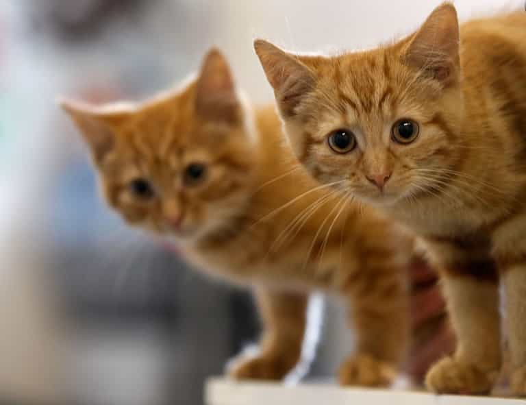 Russia has now been hit with sanctions targeting its designer cats and their fanciers Russia has now been hit with sanctions targeting its designer cats and their fanciers
