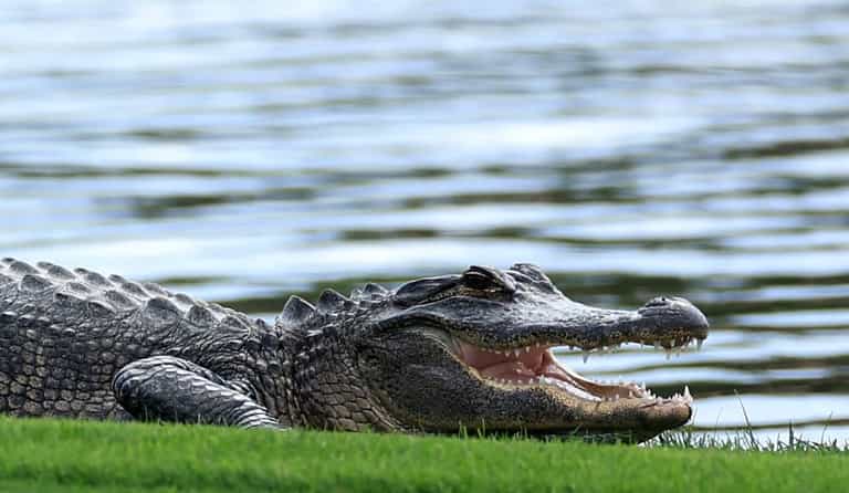 12-foot alligator found in newly built home ahead of open house 12-foot alligator found in newly built home ahead of open house