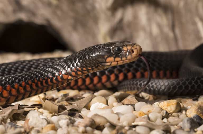 Guy suffers venomous bite from snake wine that ‘came back to life’ Guy suffers venomous bite from snake wine that ‘came back to life’