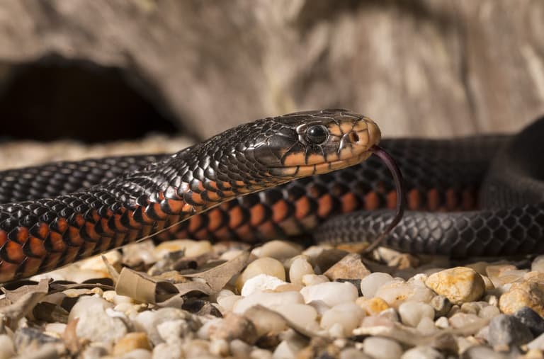 Guy suffers venomous bite from snake wine that ‘came back to life’ Guy suffers venomous bite from snake wine that ‘came back to life’